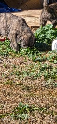 Irish Wolfhounds - Photo 8