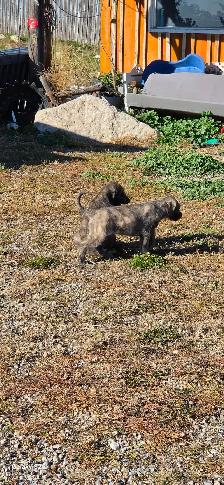 Irish Wolfhounds - Photo 9