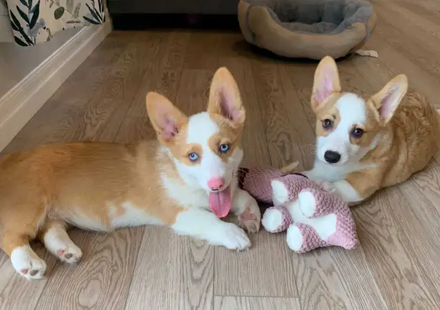 CORGI PUPPIES