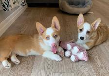 CORGI PUPPIES
