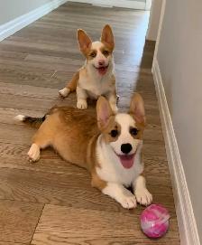 CORGI PUPPIES - Photo 2