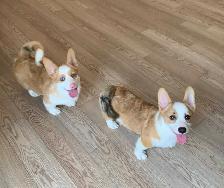 CORGI PUPPIES - Photo 3