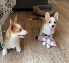 CORGI PUPPIES - Photo 4