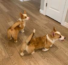 CORGI PUPPIES - Photo 5