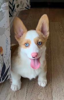 CORGI PUPPIES - Photo 6