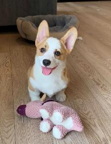 CORGI PUPPIES - Photo 7