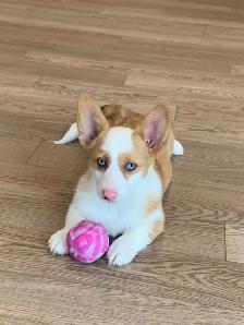 CORGI PUPPIES - Photo 8