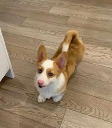 CORGI PUPPIES - Photo 9