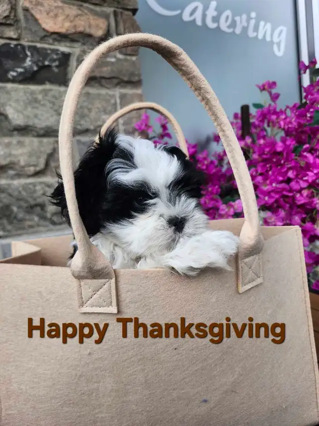 Shihtzu Puppies