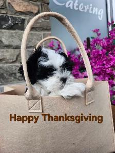 Shihtzu Puppies