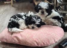 Shihtzu Puppies - Photo 2