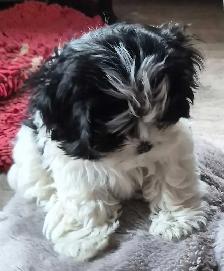 Shihtzu Puppies - Photo 3