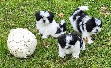 Shihtzu Puppies - Photo 4