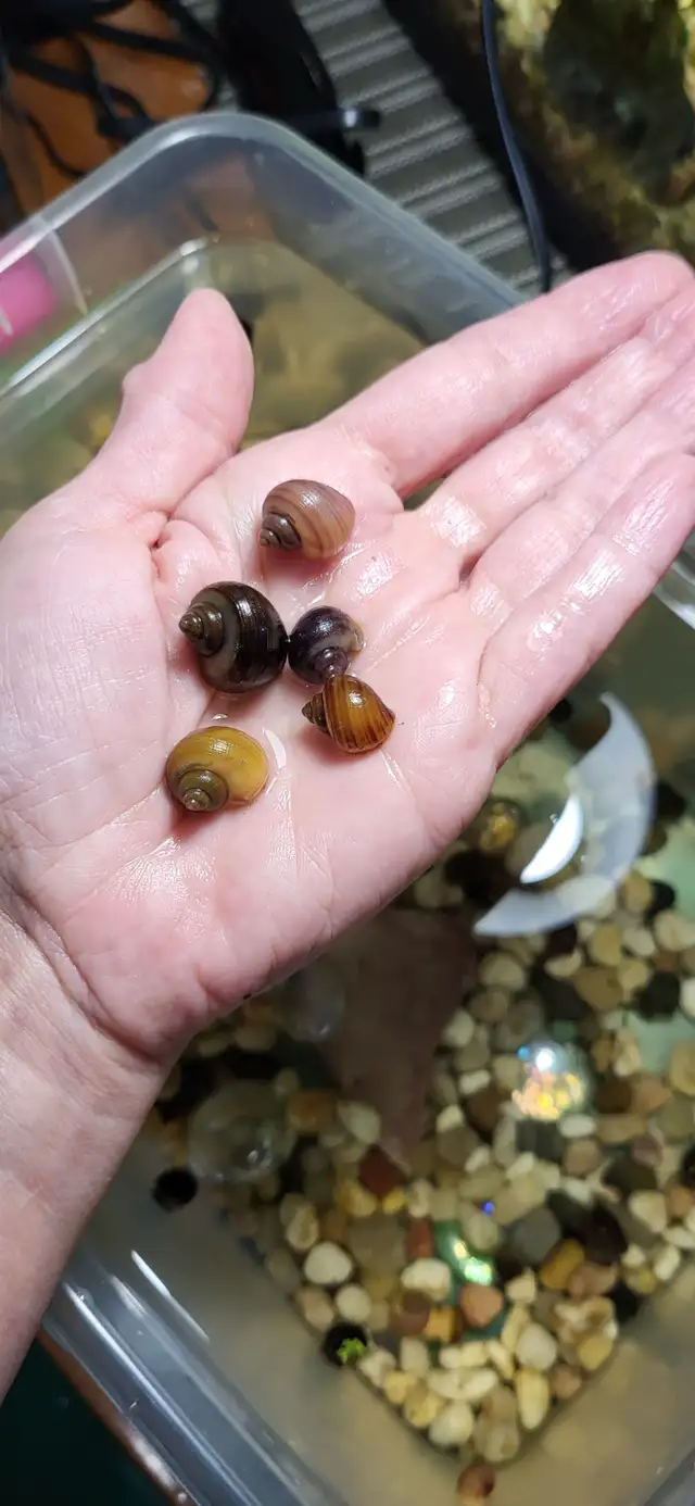 Escargots Mystère - Mystery snails