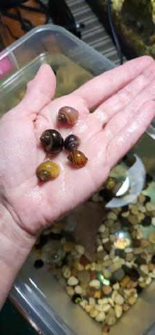 Escargots Mystère - Mystery snails