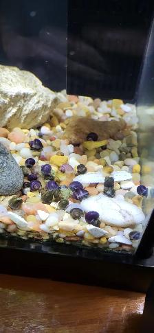 Escargots Mystère - Mystery snails - Photo 2