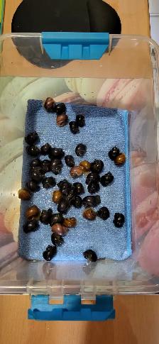 Escargots Mystère - Mystery snails - Photo 3