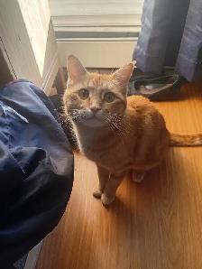 Neutered male cat to good home