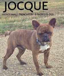 FRENCHTONS - OLDER DOGS AVAILABLE FOR ADOPTION