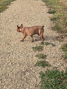FRENCHTONS - OLDER DOGS AVAILABLE FOR ADOPTION - Photo 2