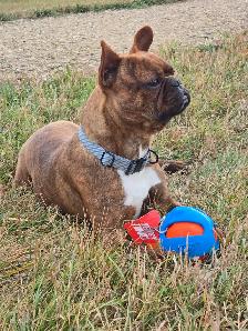 FRENCHTONS - OLDER DOGS AVAILABLE FOR ADOPTION - Photo 3