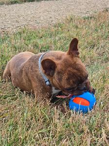 FRENCHTONS - OLDER DOGS AVAILABLE FOR ADOPTION - Photo 4