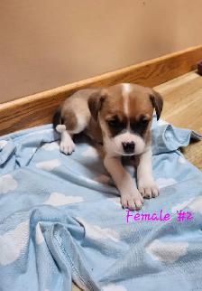Chug/ Jack Russel Puppies For Sale