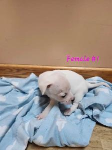 Chug/ Jack Russel Puppies For Sale - Photo 2