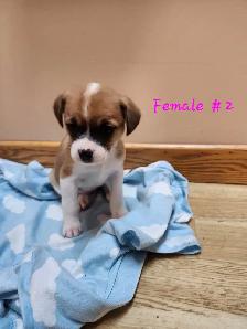 Chug/ Jack Russel Puppies For Sale - Photo 3