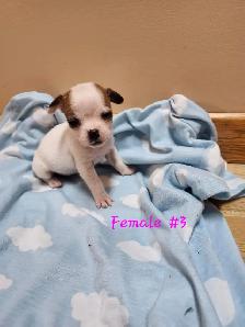Chug/ Jack Russel Puppies For Sale - Photo 4
