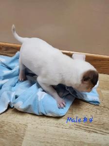 Chug/ Jack Russel Puppies For Sale - Photo 5