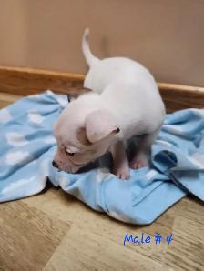 Chug/ Jack Russel Puppies For Sale - Photo 6