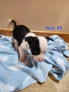 Chug/ Jack Russel Puppies For Sale - Photo 7