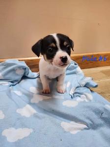 Chug/ Jack Russel Puppies For Sale - Photo 8