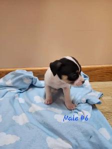 Chug/ Jack Russel Puppies For Sale - Photo 9