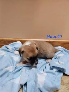 Chug/ Jack Russel Puppies For Sale - Photo 10