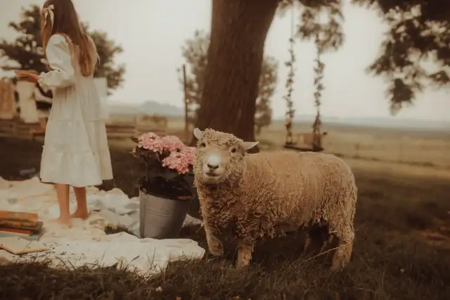 ISO babydoll breeding ram to rent