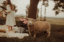 ISO babydoll breeding ram to rent