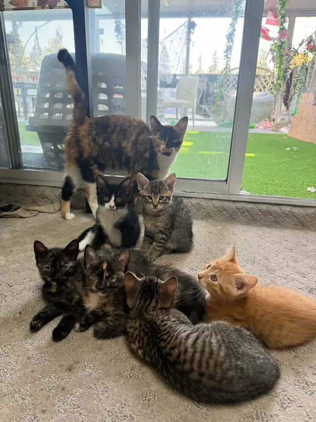 Adorable kittens