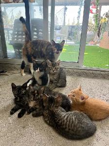Adorable kittens