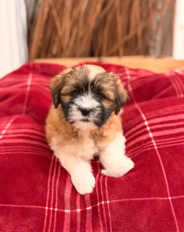 Malshi puppy