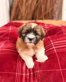 Malshi puppy
