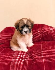 Malshi puppy - Photo 2