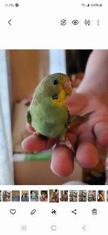 Budgie babies