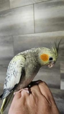 Young Female Cockatiels - Photo 3