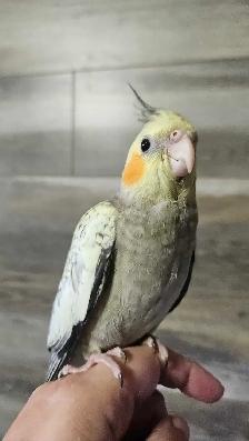 Young Female Cockatiels - Photo 4