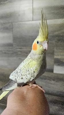 Young Female Cockatiels - Photo 5