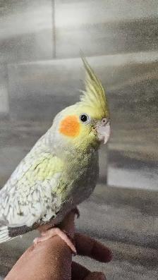 Young Female Cockatiels - Photo 7