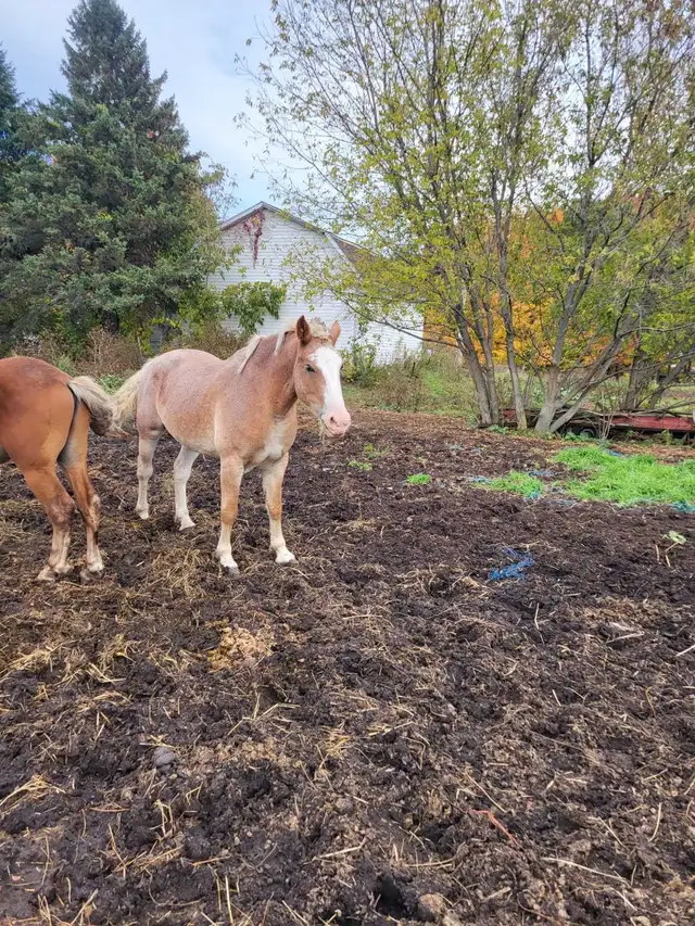 jument quater horse belge