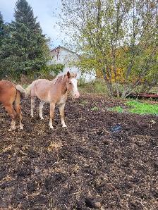 jument quater horse belge